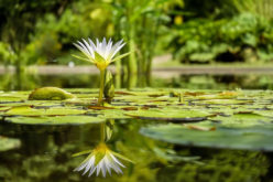 Updating Your Yard: 5 Tips For Making It As Good As New