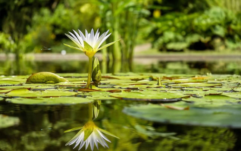 Updating Your Yard: 5 Tips For Making It As Good As New