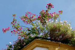 Reasons to Consider Rooftop Gardens
