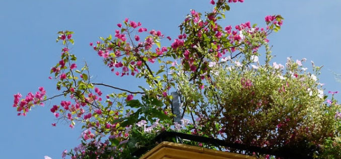 Reasons to Consider Rooftop Gardens