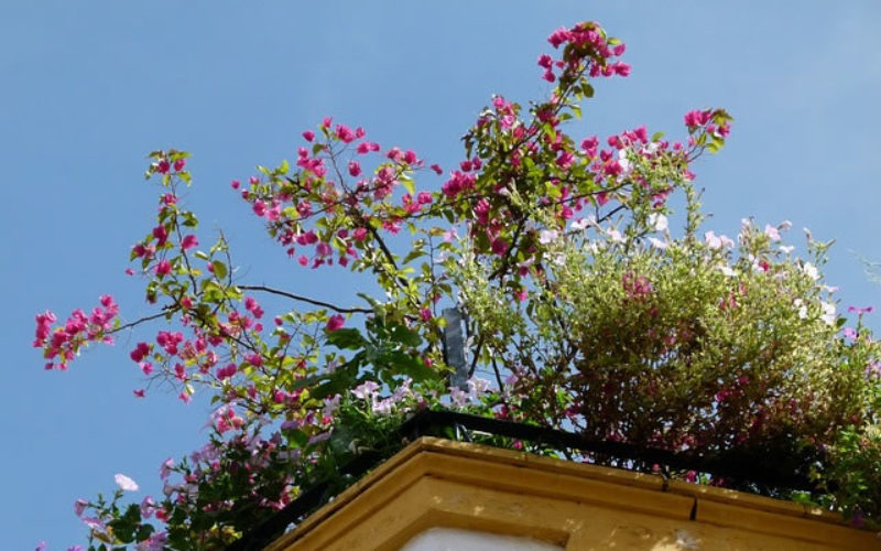 Reasons to Consider Rooftop Gardens