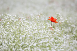<span>Sunday Morning Tip for Apr 02:</span> Time To Spruce Up The Garden