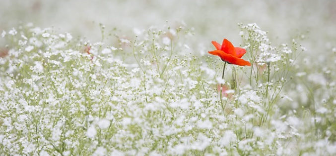 <span>Sunday Morning Tip for Apr 02:</span> Time To Spruce Up The Garden