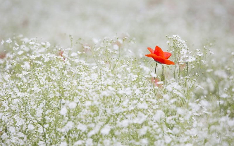 <span>Sunday Morning Tip for Apr 02:</span> Time To Spruce Up The Garden