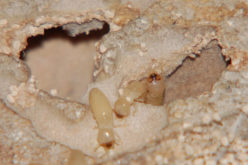 Important Information About Various Types of Termite Treatment Control Techniques