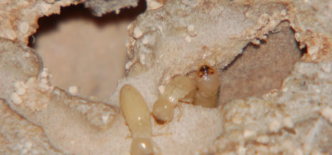 Important Information About Various Types of Termite Treatment Control Techniques