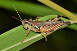 5 Ways to Keep Insects and Animals Out of Your Garden