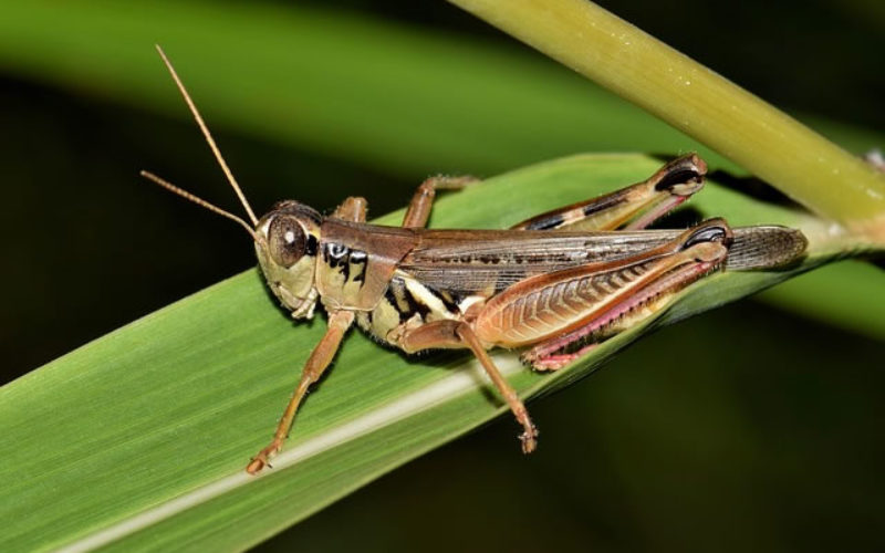 5 Ways to Keep Insects and Animals Out of Your Garden