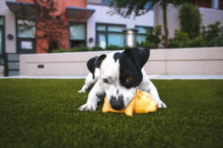 Lawn Care 101: 4 Ways To Make Your Yard Summer-Ready