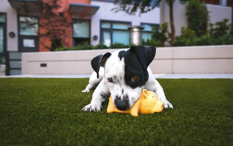 Lawn Care 101: 4 Ways To Make Your Yard Summer-Ready