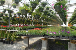 How to Choose a Specialist Plant Supplier for Your Garden?