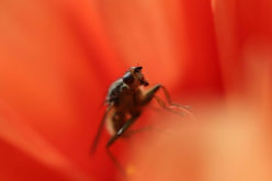3 Pest Control Mistakes to Avoid