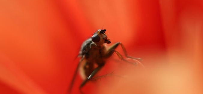 3 Pest Control Mistakes to Avoid