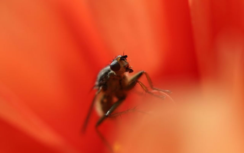 3 Pest Control Mistakes to Avoid