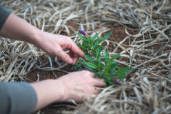 Backyard Hack – How Hardwork Can Yield a Yard to Enjoy