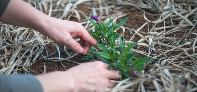 Backyard Hack – How Hardwork Can Yield a Yard to Enjoy