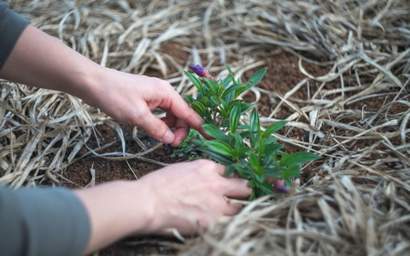 Backyard Hack – How Hardwork Can Yield a Yard to Enjoy
