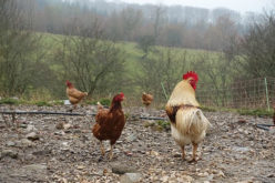 How to Improve Your Home This Spring With a Chicken Coop