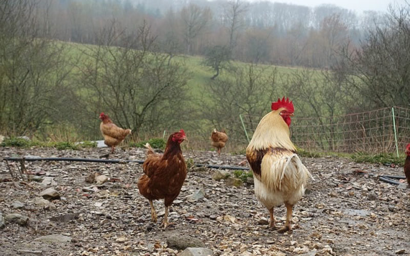 How to Improve Your Home This Spring With a Chicken Coop