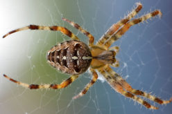 Summer Pests: How to Keep Your Home Safe from Critters