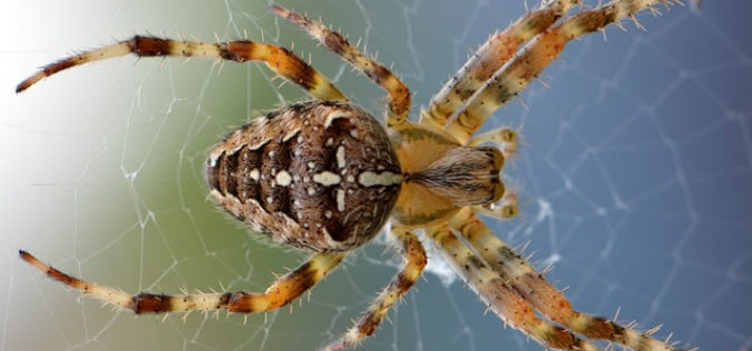 Summer Pests: How to Keep Your Home Safe from Critters