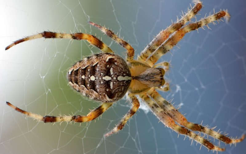 Summer Pests: How to Keep Your Home Safe from Critters