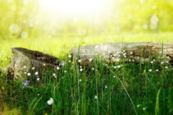 Renovation Creation: 4 Unique Household Projects Worth Undertaking This Summer