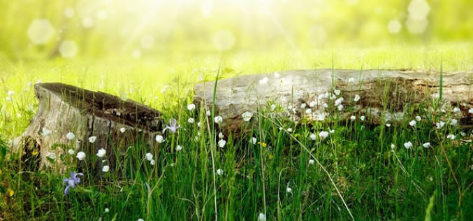 Renovation Creation: 4 Unique Household Projects Worth Undertaking This Summer