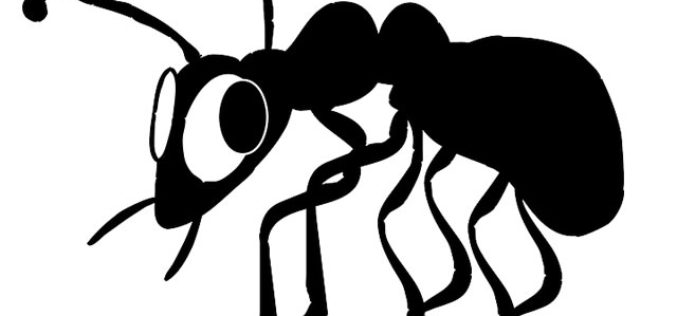 How to Prevent Termites From Ruining Your Home