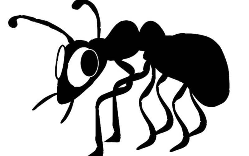 How to Prevent Termites From Ruining Your Home