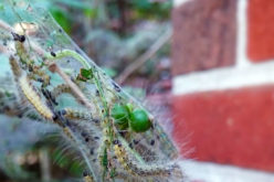 Pest Patrol: How to Keep Creepy Crawlers out of Your Home This Fall