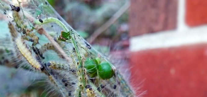 Pest Patrol: How to Keep Creepy Crawlers out of Your Home This Fall