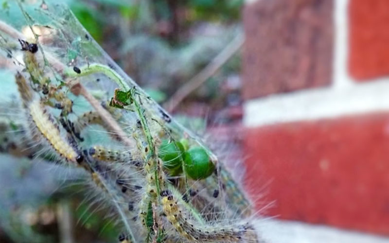 Pest Patrol: How to Keep Creepy Crawlers out of Your Home This Fall
