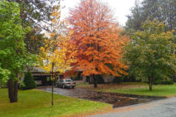 Landscape and Design: How to Get Your Yard Ready for Fall