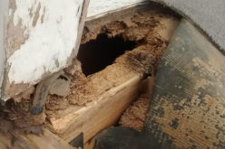 Got Pests? 4 Ways to Rejuvenate Your Home after the Damage Has Been Done