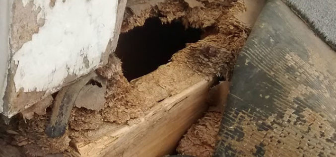 Got Pests? 4 Ways to Rejuvenate Your Home after the Damage Has Been Done