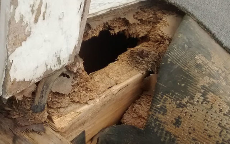 Got Pests? 4 Ways to Rejuvenate Your Home after the Damage Has Been Done