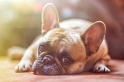 Doggie Doors – How to Choose the Right one for Your Canine Friend