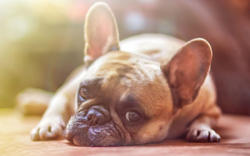 Doggie Doors – How to Choose the Right one for Your Canine Friend
