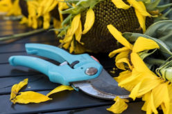 4 Important DIY Pruning Tips for Garden Plants