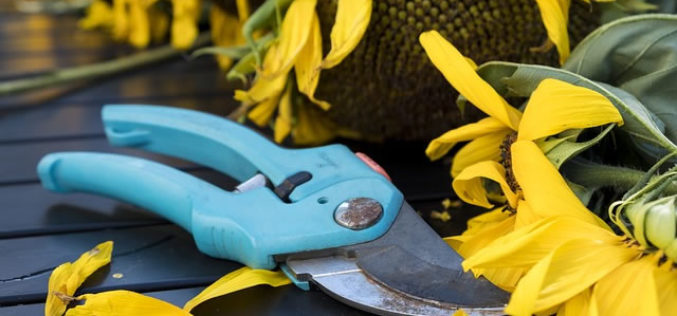 4 Important DIY Pruning Tips for Garden Plants