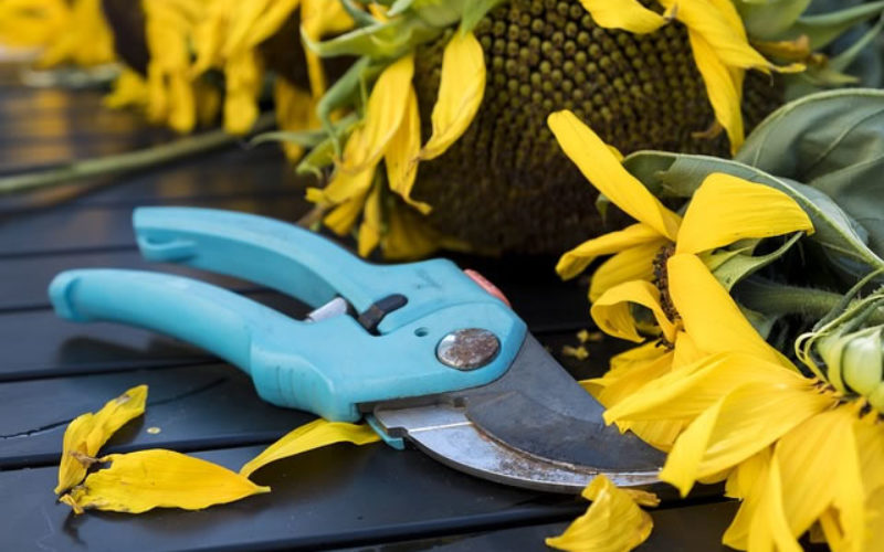 4 Important DIY Pruning Tips for Garden Plants