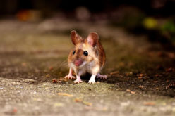 Mouse Hunters: How to Fix Your Home Rodent Problem This Fall