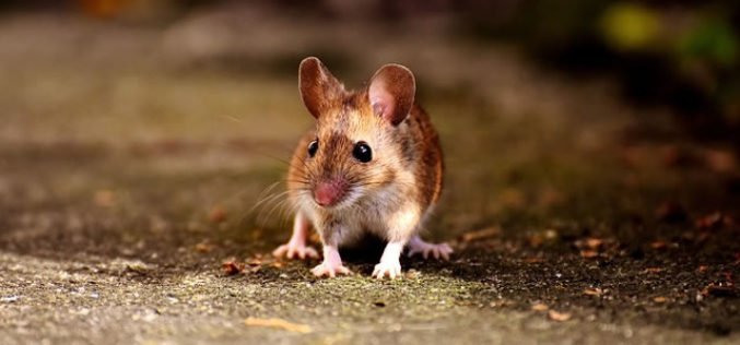 Mouse Hunters: How to Fix Your Home Rodent Problem This Fall