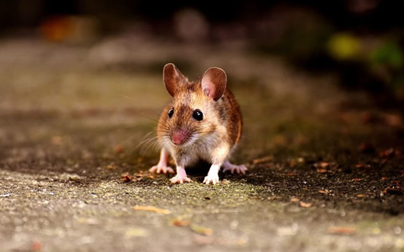 Mouse Hunters: How to Fix Your Home Rodent Problem This Fall