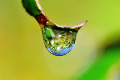3 Eco-Friendly Watering Systems to Save Water in the Garden