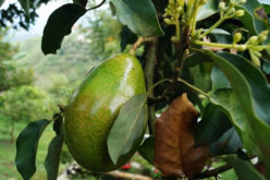 Learn How to Grow Your Own Avocado Tree At Home