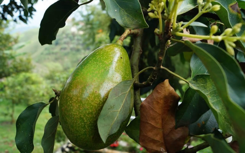 Learn How To Grow Your Own Avocado Tree At Home Learn How To Grow Your Own Avocado Tree At Home