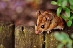 4 Unique Home Designs That Help Keep Pests Out