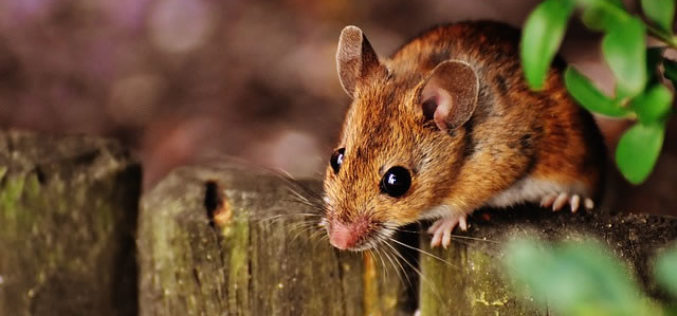 4 Unique Home Designs That Help Keep Pests Out